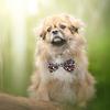 25/50/100pcs Wholesale Dog Bow Ties Pet Grooming Supplies Adjustable Puppy Dog Cat Bow Tie Pets Accessories For Dogs Mix Colors