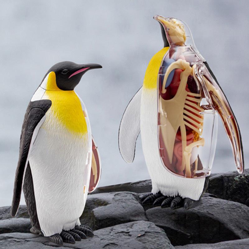 Emperor Penguin Anatomy Model - 4D Animal Assembly Toy 622044