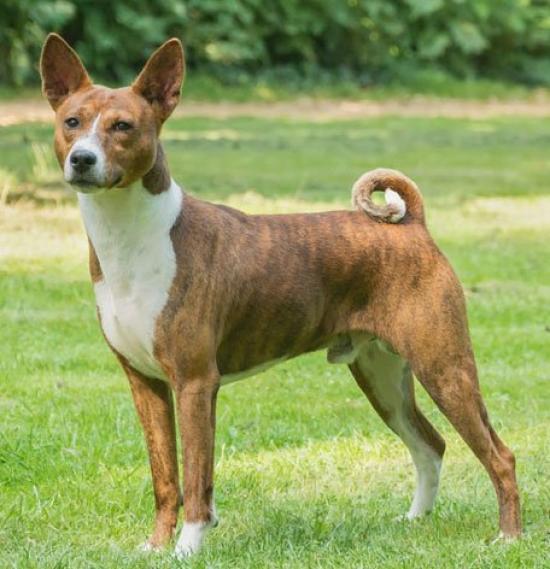 Genuine Leather Keychain for Basenji VANCA CRAFT by Artisans in Dogs, (Handmade Japan)