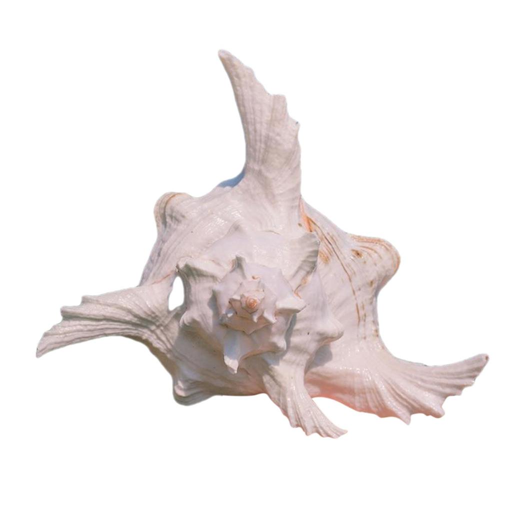 Conch Shell Aquarium Ornament Aquarium Decoration Accessories for DIY Crafts