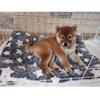 Blue With Star Plush Pet Blanket Mat Warming Soft Flannel Thickened Pet 69x52cm
