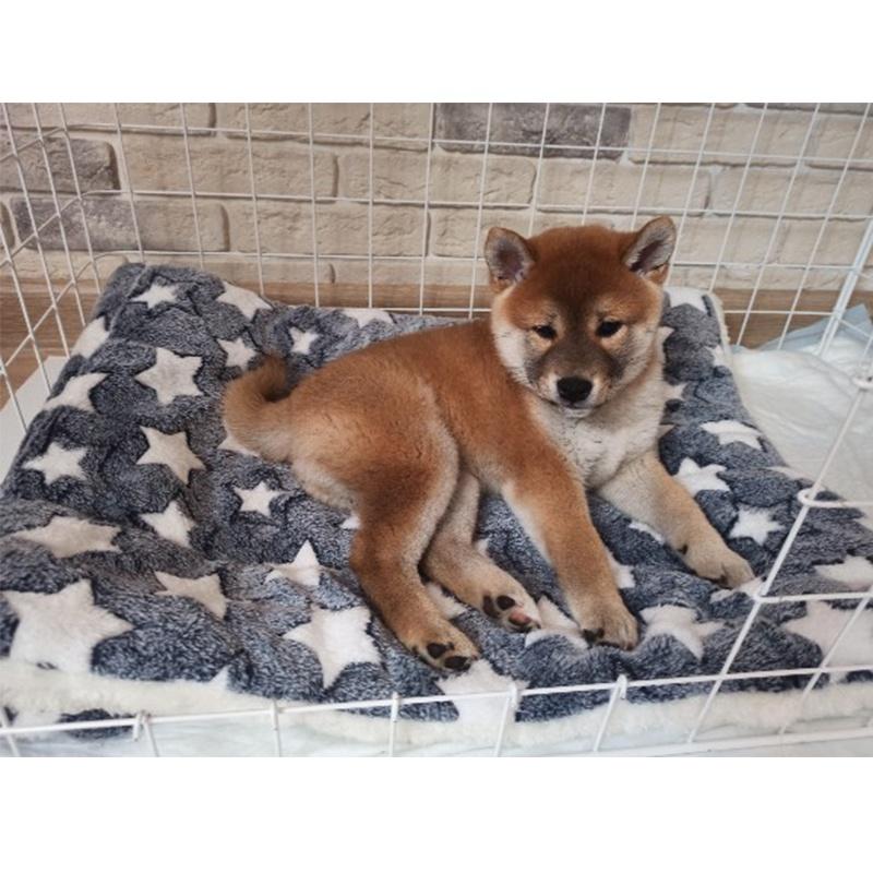 Blue With Star Plush Pet Blanket Mat Warming Soft Flannel Thickened Pet 69x52cm