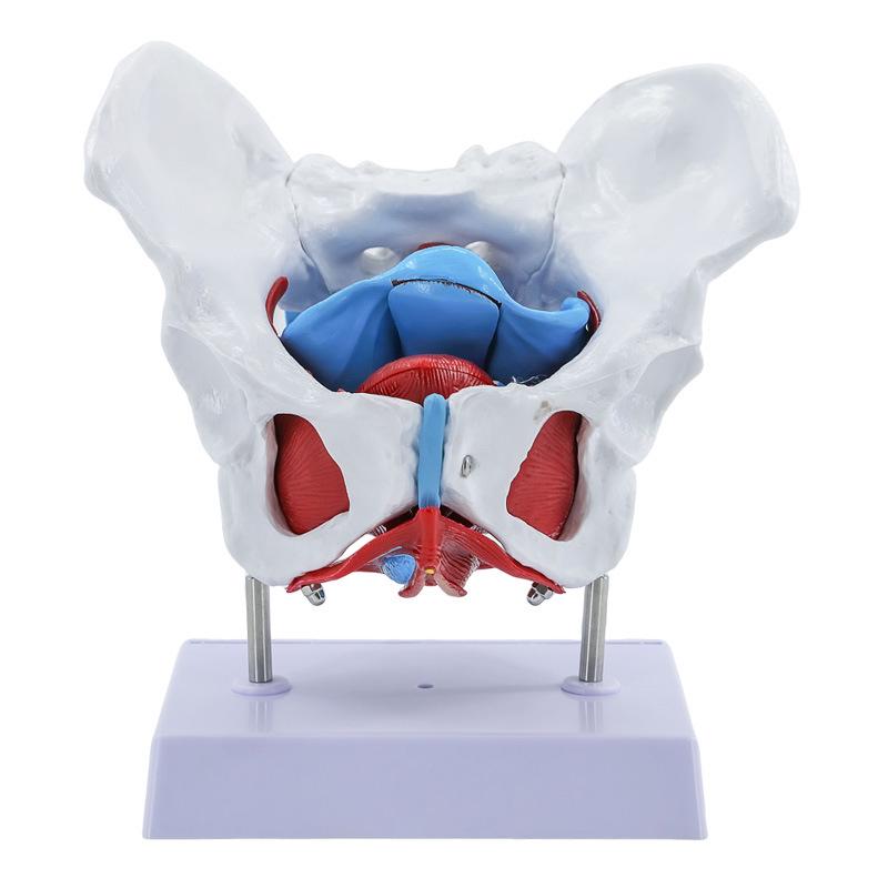 Female Pelvis and Pelvic Floor Model for Midwifery and Childbirth Education
