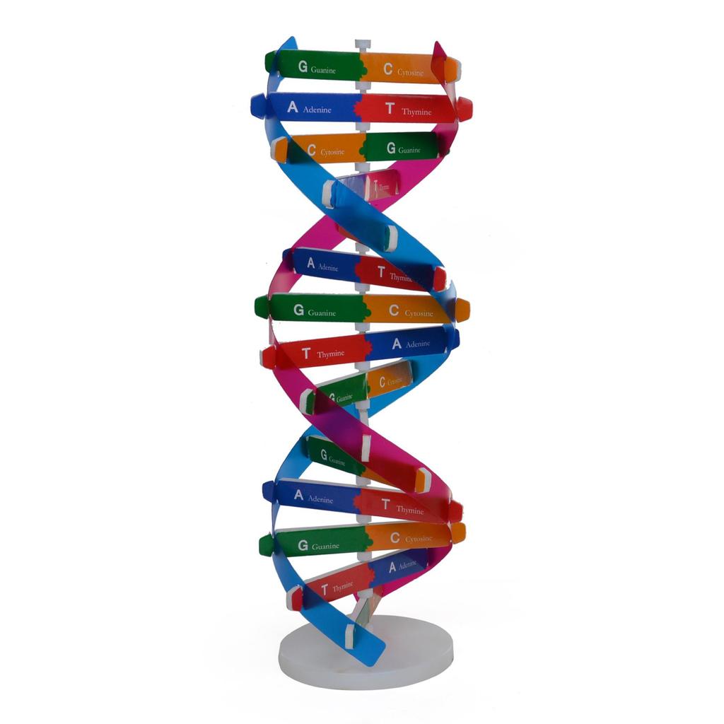 DIY Human DNA Double Helix Model Educational Science Toy
