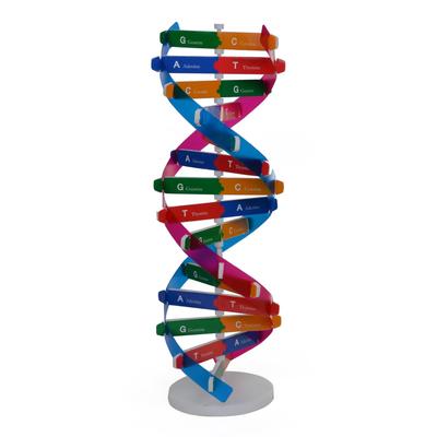 DIY Menschliches DNA Doppelhelix Modell Pädagogisches Wissenschaftsspielzeug