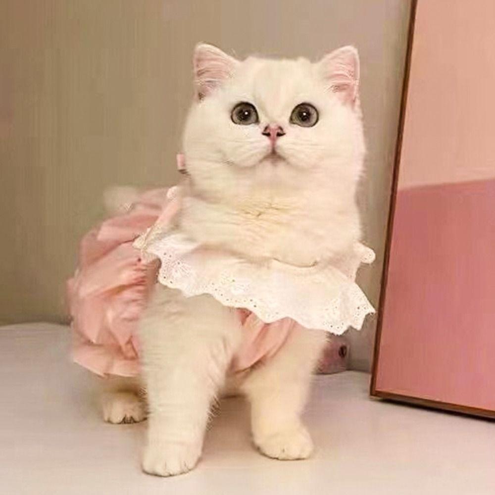 Solid Color Cat Lace Skirt Breathable Cat Dog Costume Summer Cat Princess Dress