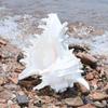 Natural Conch Shell Decors Large Natural Seashells for Fish Tanks Wedding Decoration Beach Theme Party Home Decorations