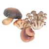 4pcs Miniature Mushroom Model Set High Simulation Mushroom Figurines Decoration for Education Type 1