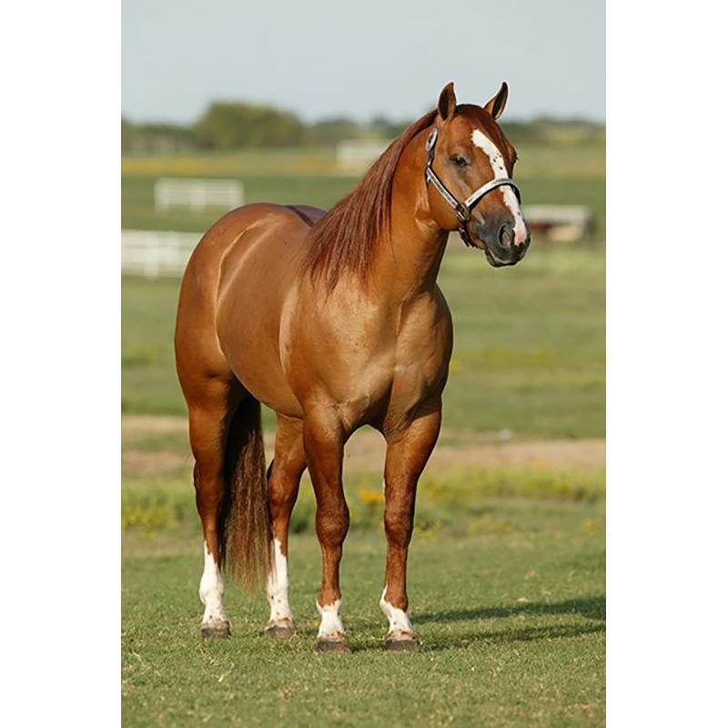 At DIY 5D Elmas Boyama Tam Yuvarlak Matkap Hayvan Elmas Nakış Çapraz Dikiş Mozaik Kitleri Reçine Duvar Sanatı Ev Dekor