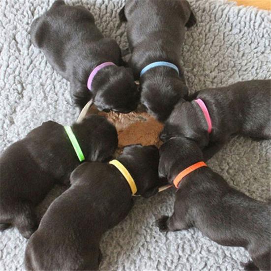12Pcs Adjustable Pet Collar Anti-lost Soft Name ID Collar for Dog