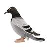 BH6299 HANSA pombo 29