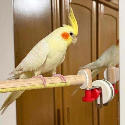 Non-slip Parrot Standing Perch with Tray DIY Grinding Claws Pole  Tile Wall