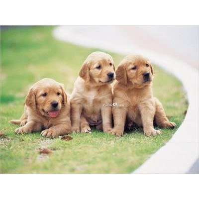 Puzzle a hlavolamy – Puzzle
