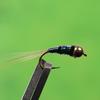 8PCS 14 Brass Bead Nymph for Fly Fishing Lure Buzzer Midge Fishing Accessory