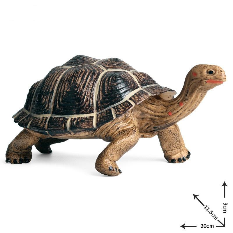 Моделирование Geochelone Модель Geochelone Черепаха Биологическая модель Игрушки — фото 5