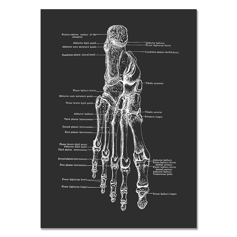 Anatomy Muscle Bone Black and White Canvas Painting Skeleton Organ Wall Art Modern Pictures Posters for Doctor Office Home Decor