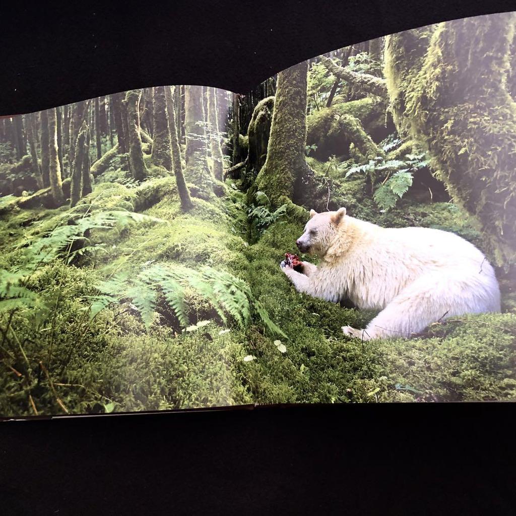 [USED] Paul Nicklen Photo Collection "Bear: Spirit of the Wild