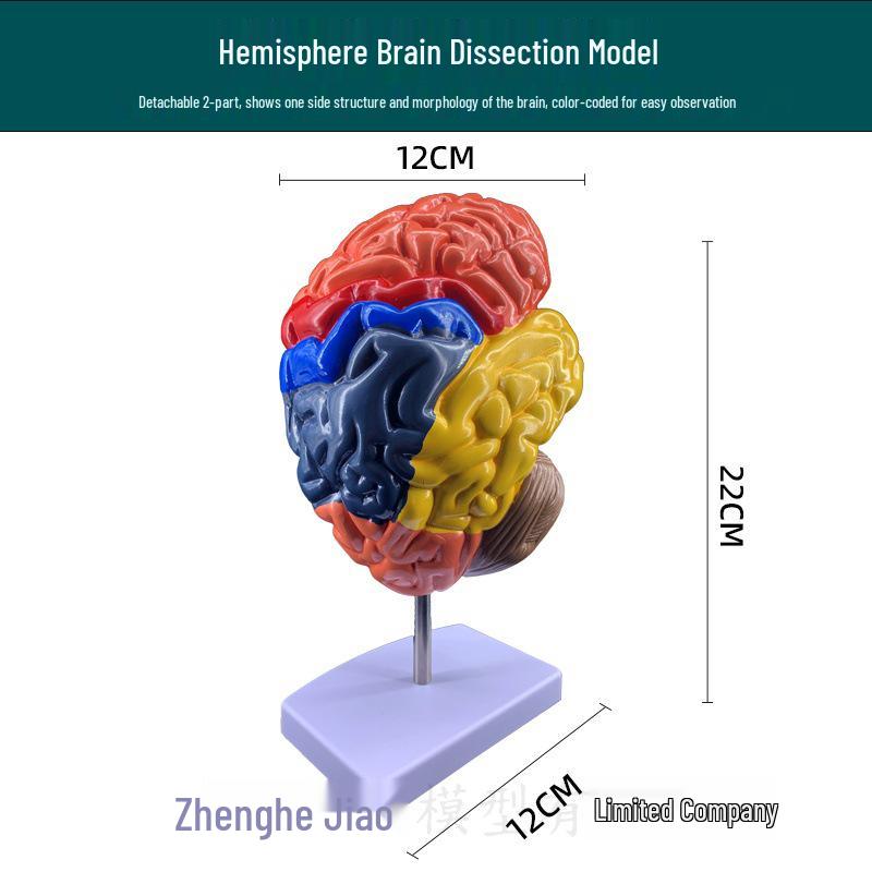 Human Brain Anatomy Model: Artery Structure, Cranial Nerves & Functional Areas with Color Division.
