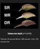 Jackall Timon Panicra MR 32 mm Floating Lure Endo Pumpkin (6223)