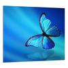 GLASPANEL FÜR DIE KÜCHE 65x60 Schmetterling