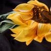 4pcsSunflowers Bed Sheet Set Floral Print Bed Sheets Yellow Flowers Pattern Sheets Sunflowers Oil Painting Sheet Set for Adults