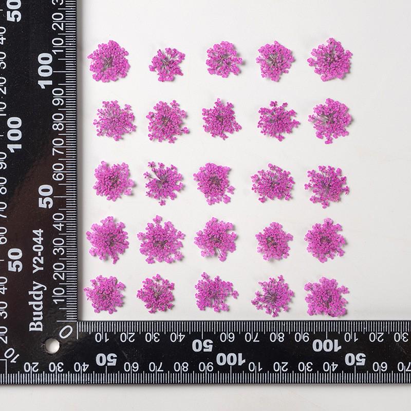Snow Pearl Pressed Dried Flowers: Real Flowers for DIY and Teaching