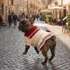 Warm Striped Dog Sweatshirt Cozy Dog Knitted Dress Autumn Pet Apparel Bow Yarn Skirt Autumn Winter