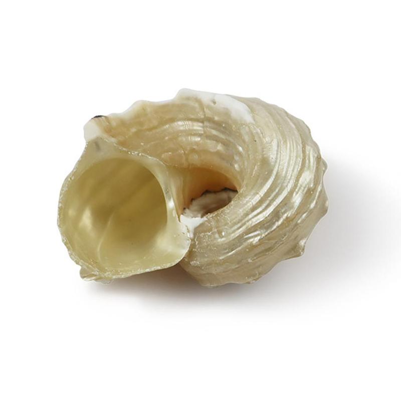 1pcs Natural Conch Shell Silver Mouth Hermit Crab Replacement Shell Specimen Decoration Collect F0M4