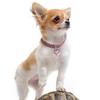  Pet Dog Bling Rhinestone Chocker Collars Fancy Dog Heart Shaped Necklace