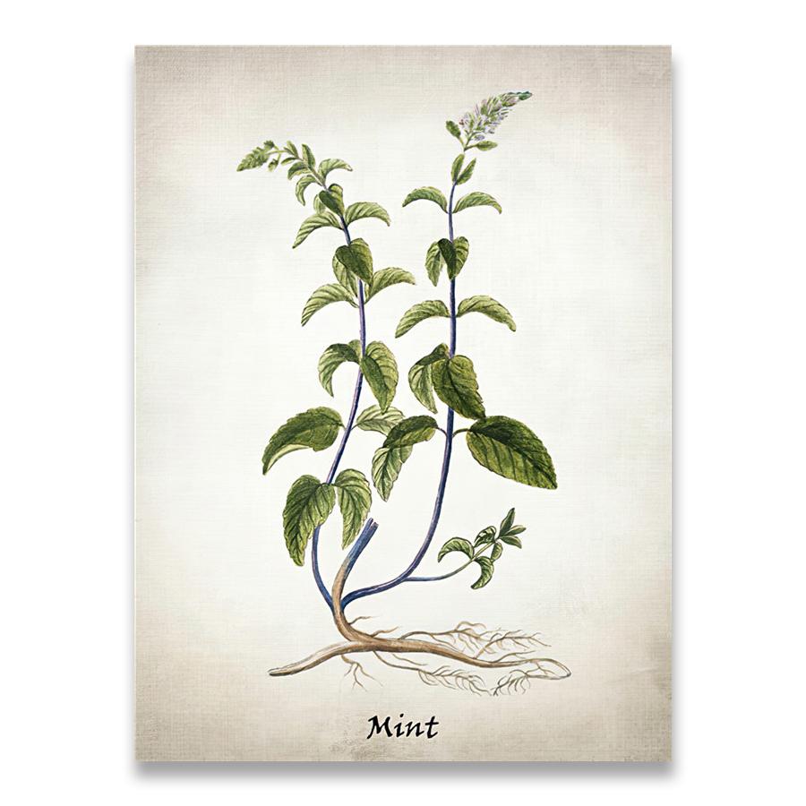 Herb Canvas Art Painting Vintage Herbal Illustrations Posters and Prints Culinary Herbs Botanical Kitchen Wall Art Picture Decor