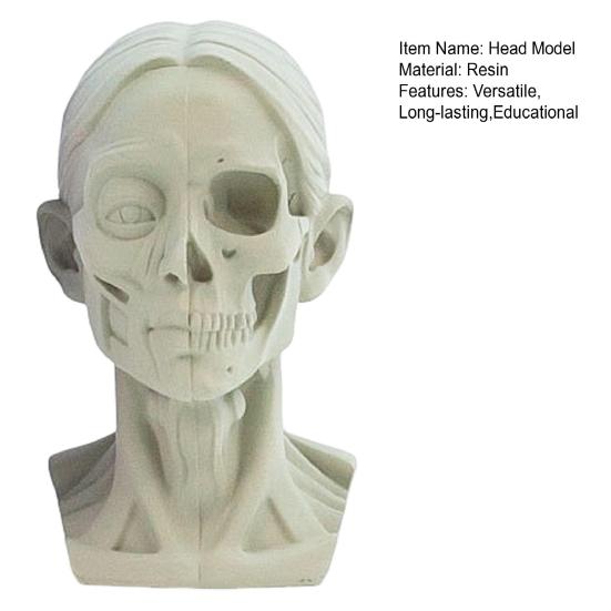 Generic Planar Head Model for Drawing Resin Skull Sculpture with Detailed Muscle Structure Art Study Tool for Sketching Anatomy Learning