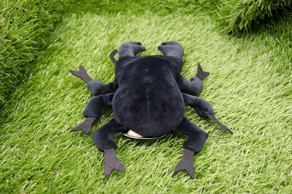 Takeoff Cotton Cloudy S Giant Stag Beetle