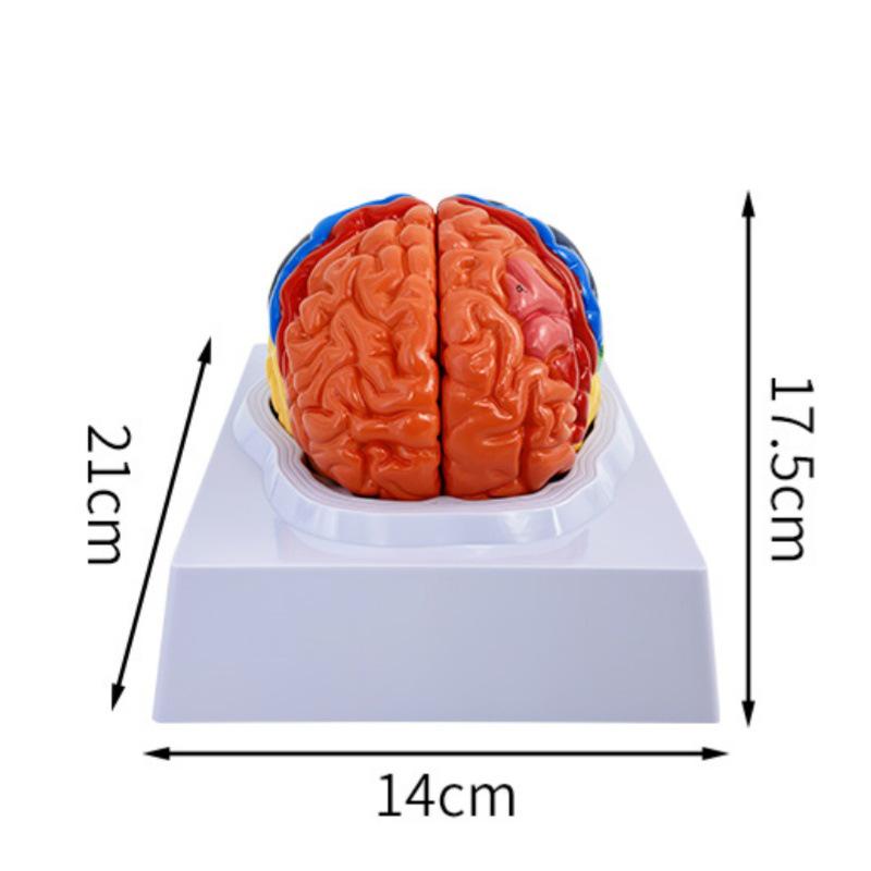 

Функциональная область коры головного мозга Учебное пособие Модель мозга