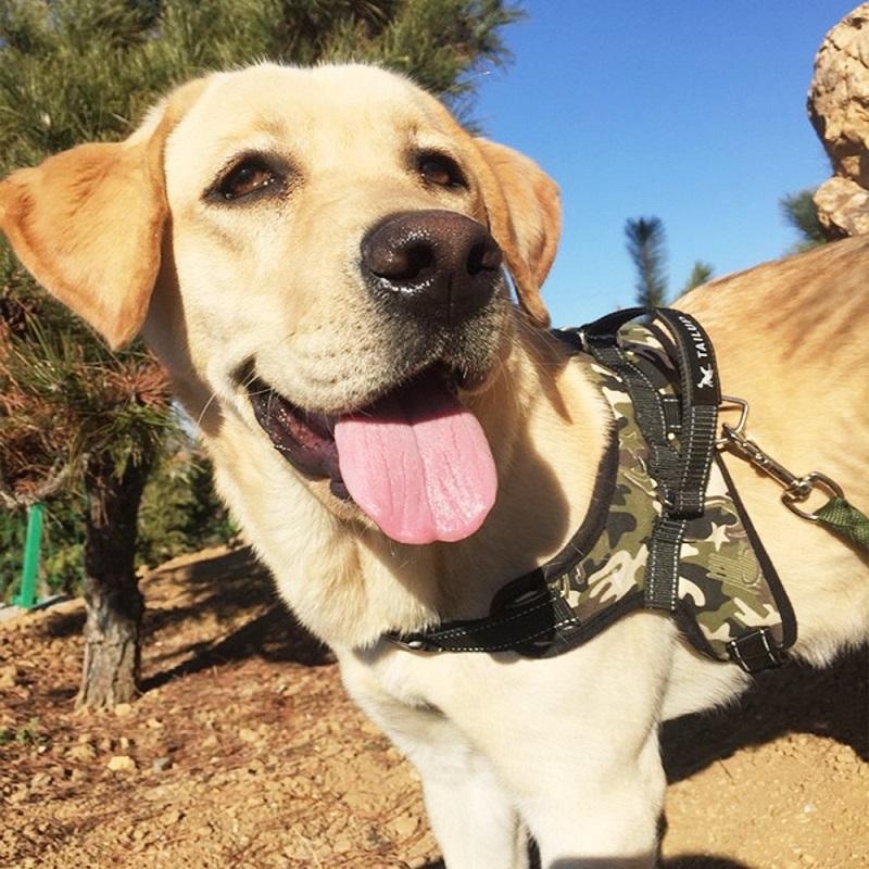 Classic Adjustable Reflective Pet Puppy Large Dog Harness for Small Medium Large Dogs Animals Pet Walking Hand Strap Dog Supplies