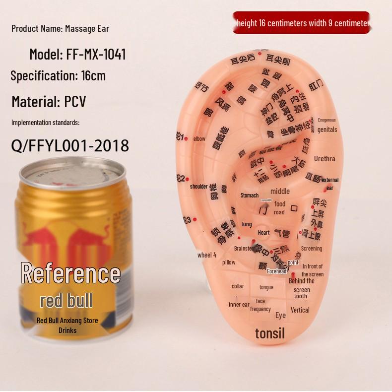 18cm Ear Mold with 15cm Reflexology Hand Model: Multi-Acupoint Reference for Ear Acupressure
