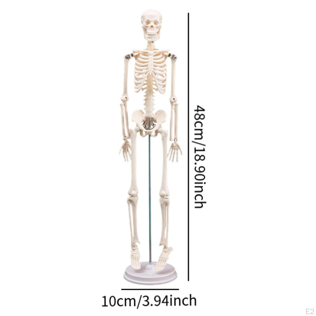 Human Body Skeleton Model Science Supplies Removable Skull Cap Rotatable Arm Teaching Aid