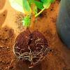Tree Branch High-Altitude Grafting & Rooting Ball 