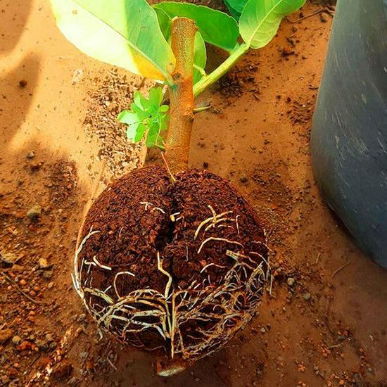 Tree Branch High-Altitude Grafting & Rooting Ball