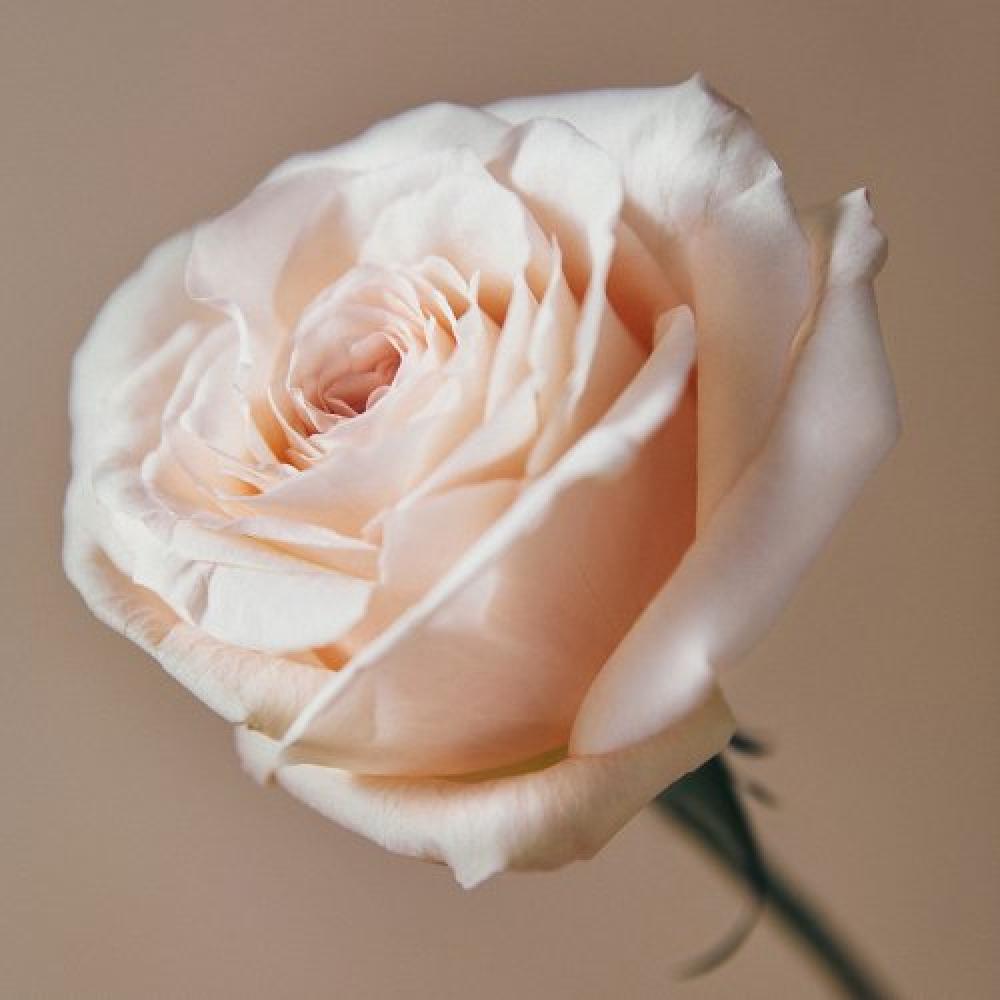 AROMATICA Fresh Cream Foam  RevivinG Rose Infusion Cream Cleanser 145 G