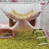 Hammock Birds Plush Hanging House Small Animals Squirrel Double Layer Hammock Beds Parrot Nest Squirrel Warm House