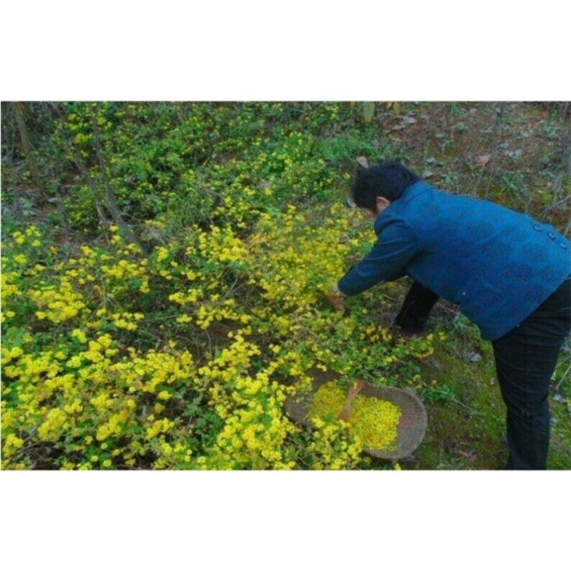 100g Chrysanthemum | Wild Harvest | Wild Chrysanthemum | Ju Hua