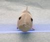 Take Off Pish Small and Colorful Fish Plush Toy - Press the Belly to Make a Beep Sound - Oikawa