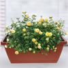 4pcs Window Box Planter Plastic Vegetable Flower Boxes Rectangular Flower Pots with Saucers Indoor Outdoor Plant Box