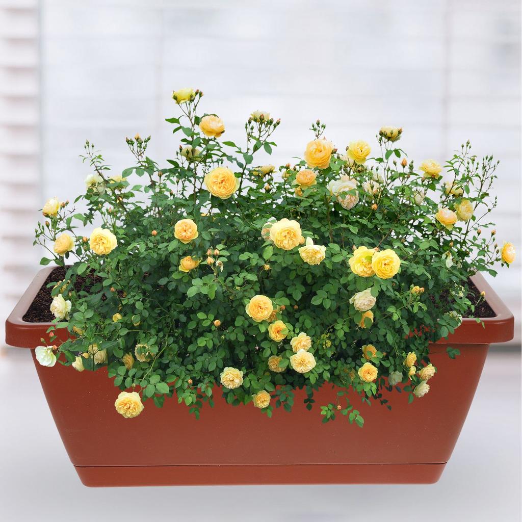 4pcs Window Box Planter Plastic Vegetable Flower Boxes Rectangular Flower Pots with Saucers Indoor Outdoor Plant Box