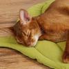 Leaf Shape Cat Bed Mat Two-sided Pet Blanket Soft Puppy Sleeping Pad Thickening Non-Slip Room Decor Rug Dog Cat Pet Supplies