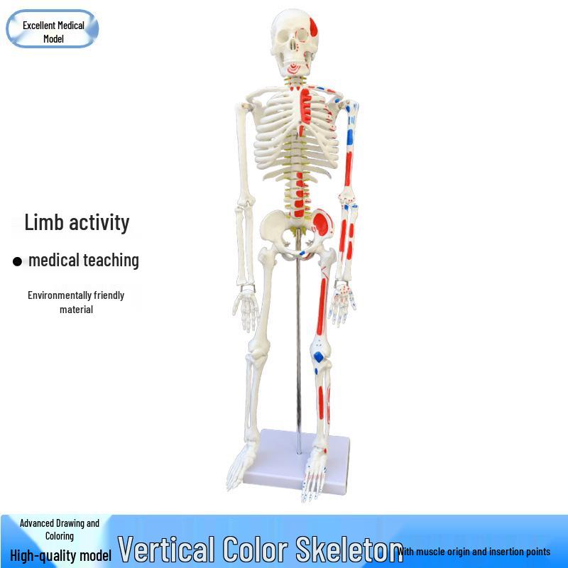 85CM Human Skeleton Model with Nerves, Discs, Muscle Attachments, and Nerve Coloring Height 85cm