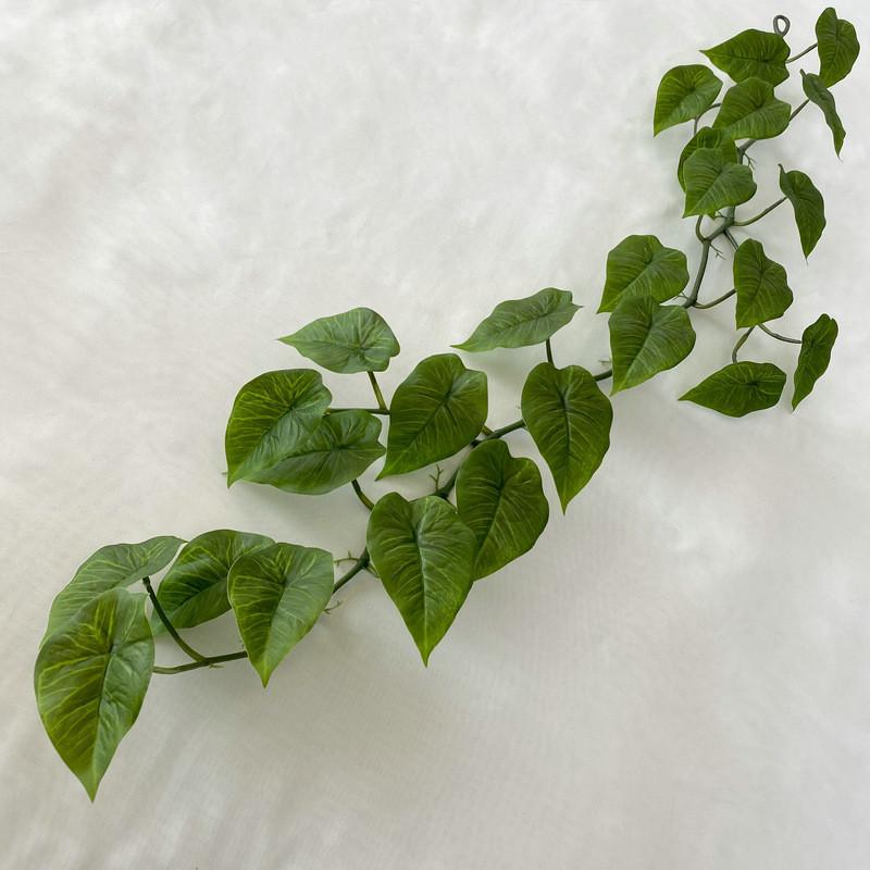 

Cane Aureum Epipremnum For Kindergarten Wedding And Photography Settings Green