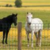 Farm Fence, 1 x 25 m, 2 x 4 in Mesh 2.1mm Galvanized Steel Wire Fencing for Cattle, Hog & Sheep, Heavy Duty Vinyl Coated Livestock Fence for Animal