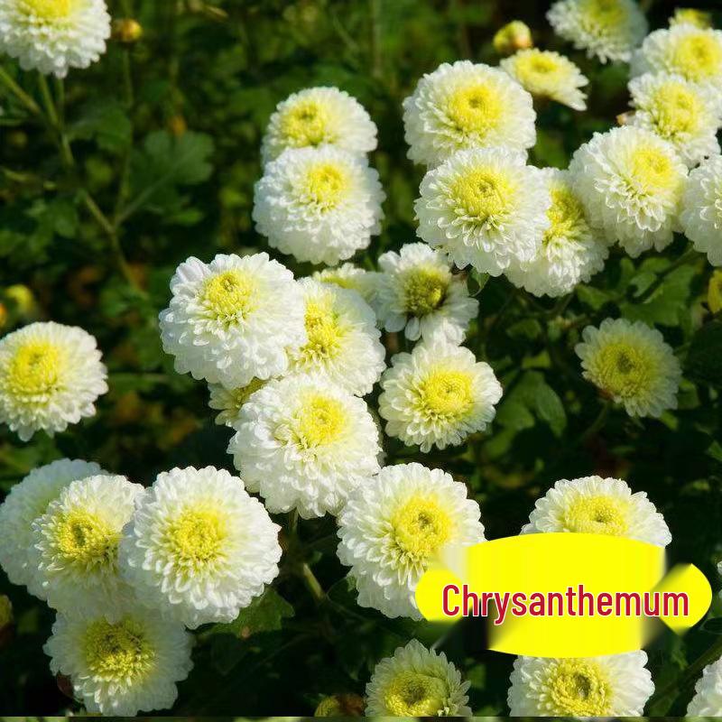 Edible Chrysanthemum Seeds for Tea - Golden Silk, Royal Huangshan Tribute, Hangzhou White Varieties, Year-Round Blooming.