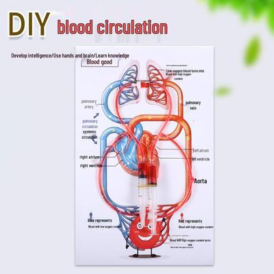 DIY Educational Toy: Human Blood Circulation System Model for Kids